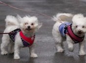 Ухудшение погоды: в Киеве объявили штормовое предупреждение