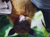 Через відсутність зими, кажани прокинулися раніше