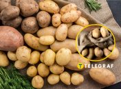 Зберігання картоплі