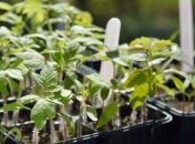 Все о подкормке рассады: когда, чем и как обрабатывать культуры