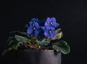 Главные приметы о фиалках