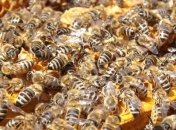 Месть насекомых: на Херсонщине украинские пчелы убили 3 рашистов, еще 25 – ранены