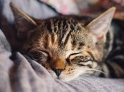 Исследование: кошки укрепляют нервы человека