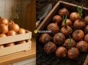 Свіжа цибуля буде радувати вас ще довго