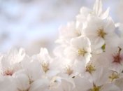 Прогноз погоды в Украине на 25 апреля: солнечно и тепло