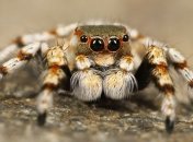 Появилась сверхкомпактная 3D-камера на основе зрительного аппарата пауков