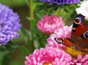 Прогноз погоды в Украине на 15 июля: солнечно на большей территории