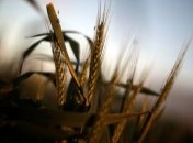 Минэкономразвития назвал лидеров украинского экспорта