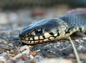 На Львовщине от укусов змей пострадали женщина и ребенок