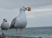У человека вкуснее: биологи выяснили "меню" чаек