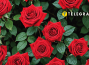 Коли краще саджати троянди