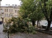 На Львовщине дерево убило мужчину 