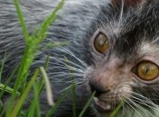 Выведен новый вид "котов-оборотней" 