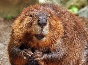 Экологи предлагают бороться с пожарами на торфяниках с помощью бобров