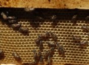 В Кривом Роге состоится городской фестиваль меда