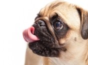 Ученые: "Язык может различать запахи"