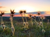 18 июня 2015, примета дня. Ночи короткие, а сны — вещие