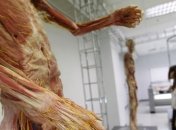 В Киеве откроется скандально известная выставка человеческого тела