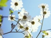 Какие завтра праздники: традиции и приметы на 11 июня
