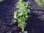 Лучшие заговоры на удачный посев и богатый урожай