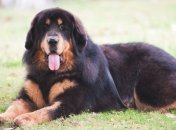 Китайцы делают собакам пластические операции