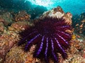 Роботы будут охранять Большой Барьерный риф  