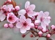 Погода в Украине 9 апреля: на западе - дождь с грозой