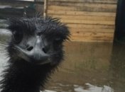 В Уссурийске паводком затопило зоопарк, погибли некоторые животные 