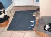 Как муж и жена: смешные кадры о бессовестных кошках, отобравших у собак их лежанки