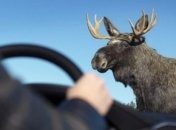 В Житомирской области лось стал причиной ДТП, один человек погиб