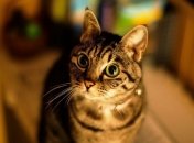 Кафе для любителей кошек