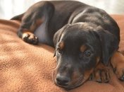 Карантин в Украине: как будут работать ветклиники и зоомагазины