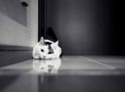 Прыжок кота стоил хозяину 125 тысяч рублей