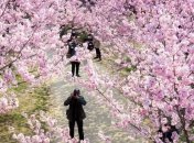 Весенняя Япония: невероятно красивые снимки цветущей сакуры (Фото)