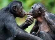 Для предотвращения агрессии самки шимпанзе применяют "сексуальные уловки"