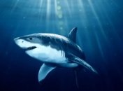 Ученые: Акулы помогут человеку вырастить новые зубы