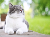 Гороскоп для Раків, Скорпіонів та Риб