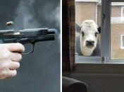 Історія, гідна екранізації