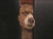 Гвен Стефани спела с Фарреллом Уильямсом о медвежонке