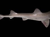 Ученые выяснили, почему некоторые акулы светятся в темноте 