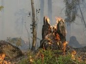 В четыре раза больше: спутниковые данные показывают резкое увеличение пожаров в Амазонке