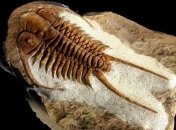 Ученые смоделировали причины Великого вымирания 