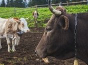 В Украине существенно подорожало производство сельхозпродукции