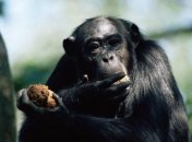 Обезьяны способны регулировать обмен веществ в условиях голода