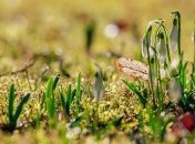 Фомин день: приметы и обряды 3 апреля