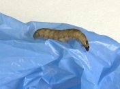 Учёные обнаружили необычный вид гусениц