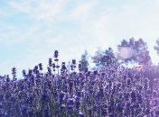 Правильная обрезка лаванды - залог красивого цветения