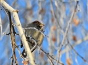 Синоптики рассказали, какой будет погода на Новый год