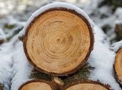 В Беларуси планируют начать экспортировать круглую древесину