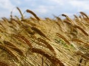 Экспорт зерновых в Украине превысил уровень 2018 года